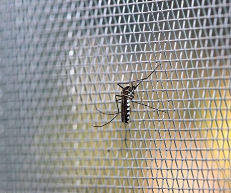 mosquitera con 1 mosquito